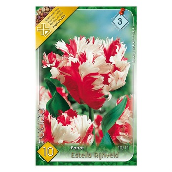 Bulbi lalele Estella Rijnveld HOLLAND PARK 10 bucati Bulbi lalele Estella Rijnveld HOLLAND PARK 10 bucati