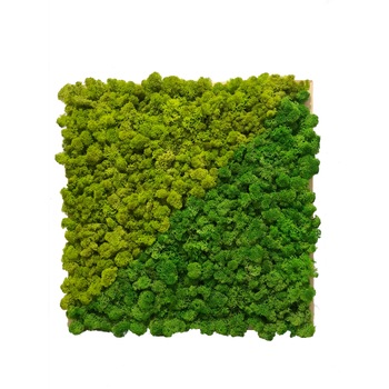 Tablou licheni decorativi, Arta Verde, 43x43cm, rama lemn,verde 1-2 Tablou licheni decorativi, Arta Verde, 43x43cm, rama lemn,verde 1-2