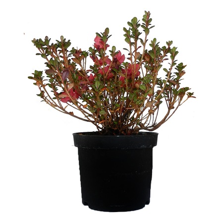 Azalee Pitica Rhododendron Little Red Emag Ro