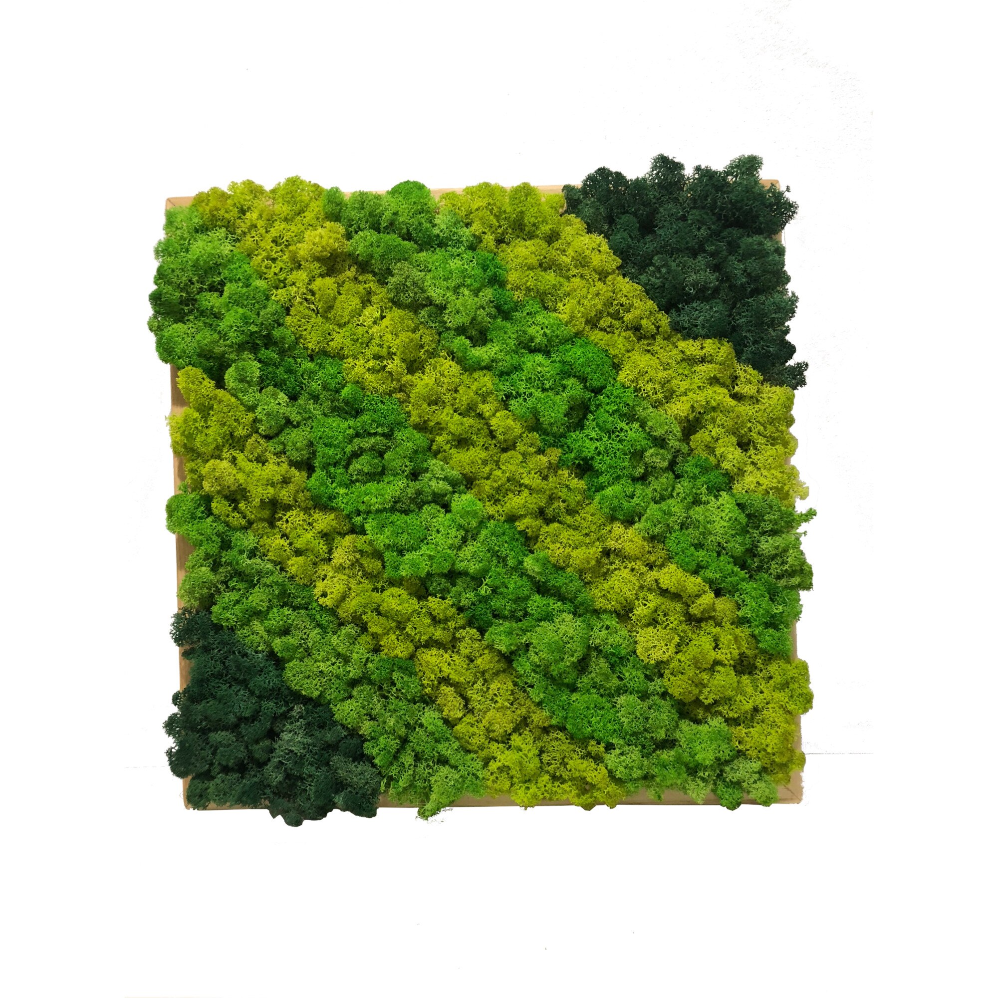 Tablou licheni decorativi, Arta Verde, 43x43, rama lemn