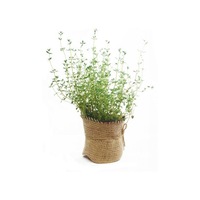 cimbrisor gradina cu arome 10 cm imagen 56_1_
0