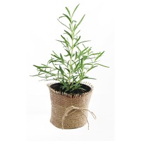 rozmarin gradina cu arome 10 cm imagen 39_0_
0