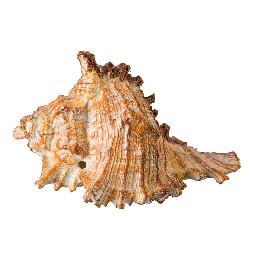 Decor Trixie scoica pentru acvariu 7-9 cm 87828