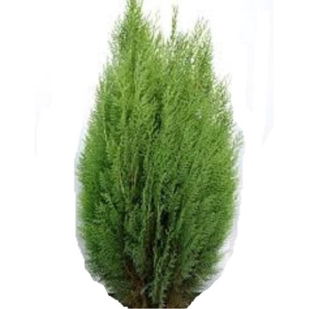 Set Arbusti Tuia Occidentalis, 140-150 cm - Main Image