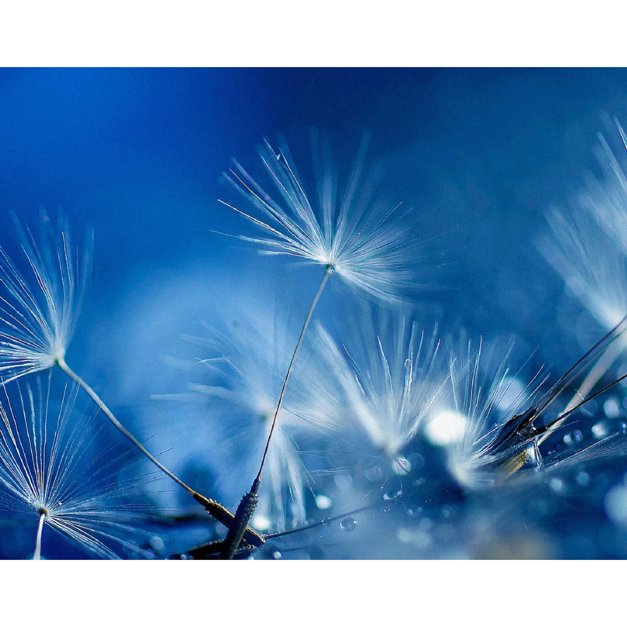 Fototapet de perete autoadeziv si lavabil Papadie in reflexia apei, 220 x 135 cm