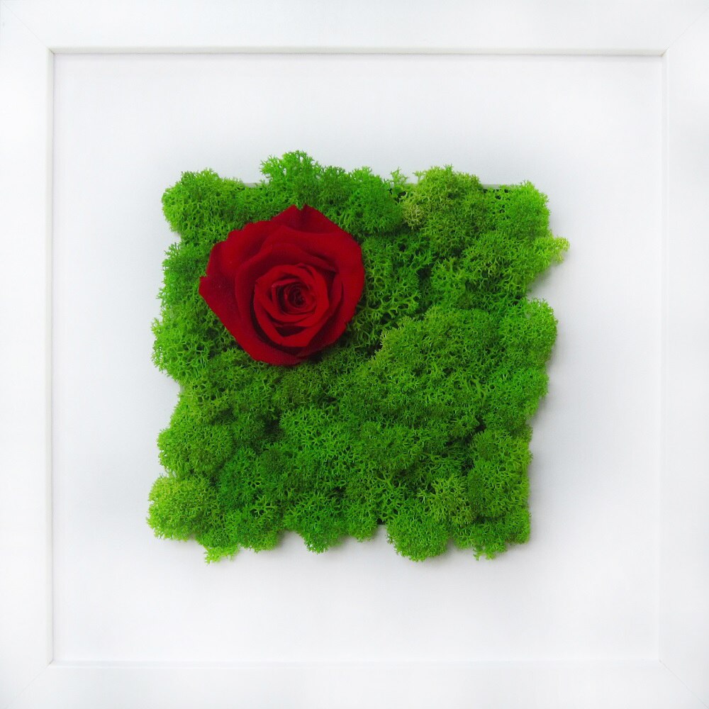 Tablou cu licheni stabilizati Lime & Trandafir rosu criogenat, 25 x 25 cm, MDF Alb