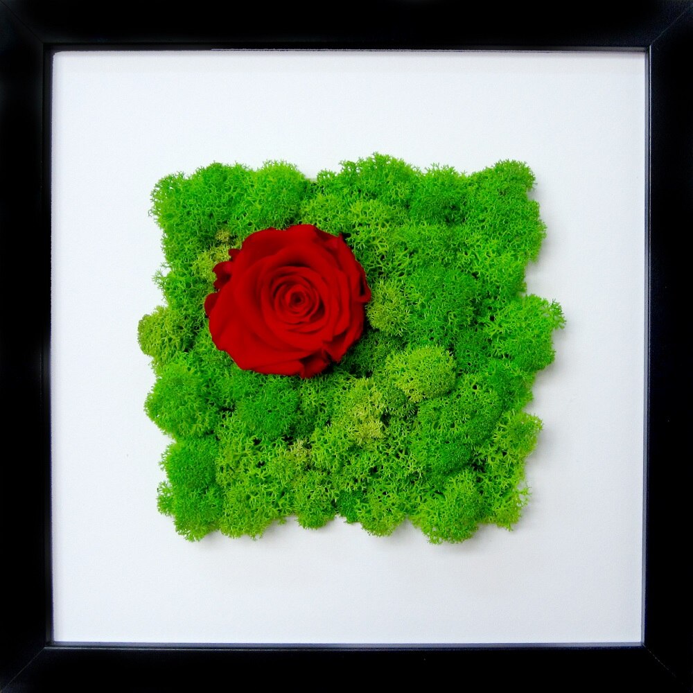 Tablou passpartout licheni urbani ARTFLORA Green Lime & Trandafir rosu criogenat, 25 x 25 cm, MDF Nergu