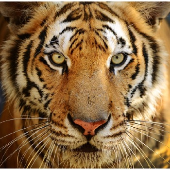 Fototapet Privire de tigru 300 x 200 cm Fototapet Privire de tigru 300 x 200 cm