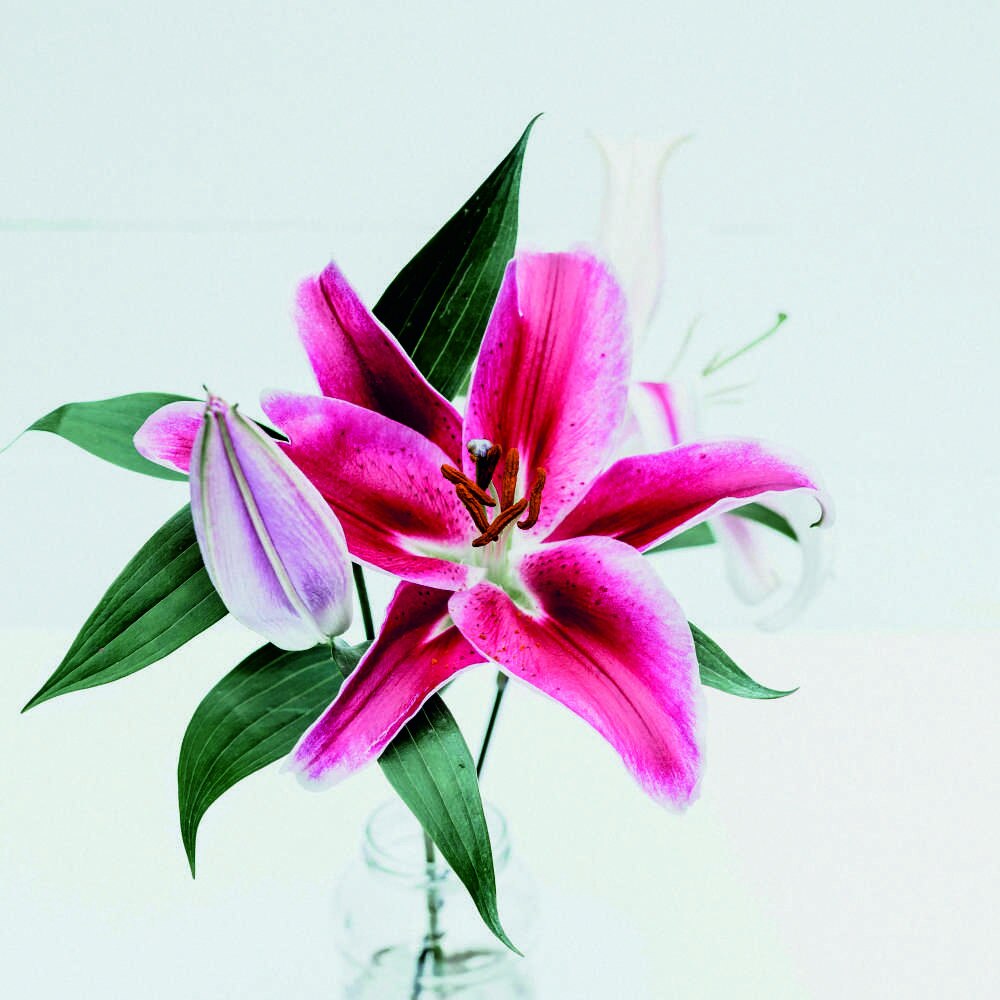 Tablou Canvas, Tanale, 50x50 cm