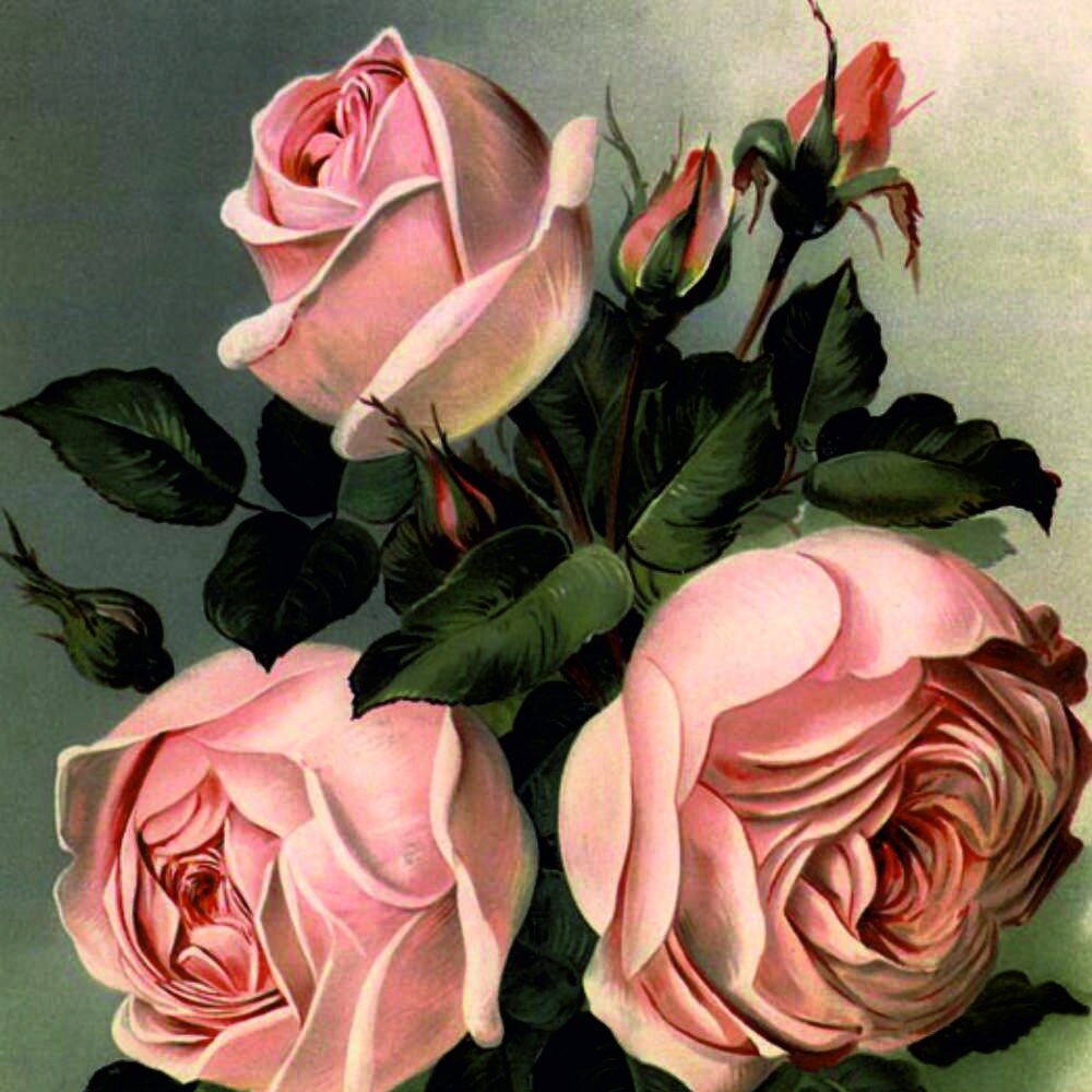 Tablou Forex, Rosespink, 50x50 cm