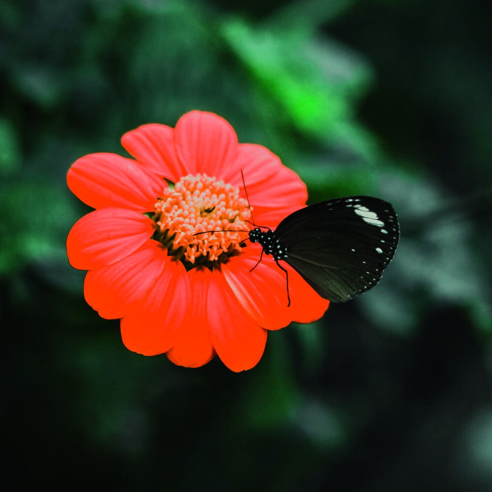 Tablou Forex, Flower butterfly, 50x50 cm