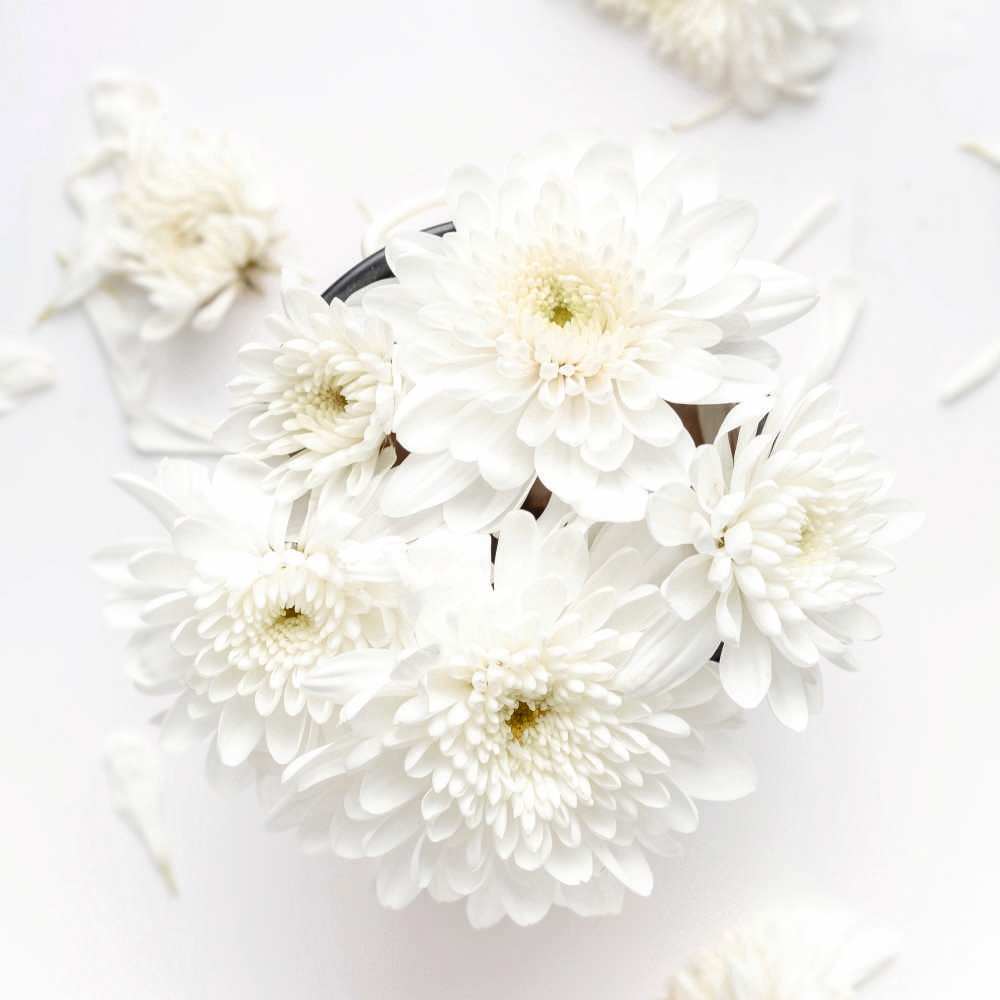 Tablou Canvas, White flower, 50x50 cm