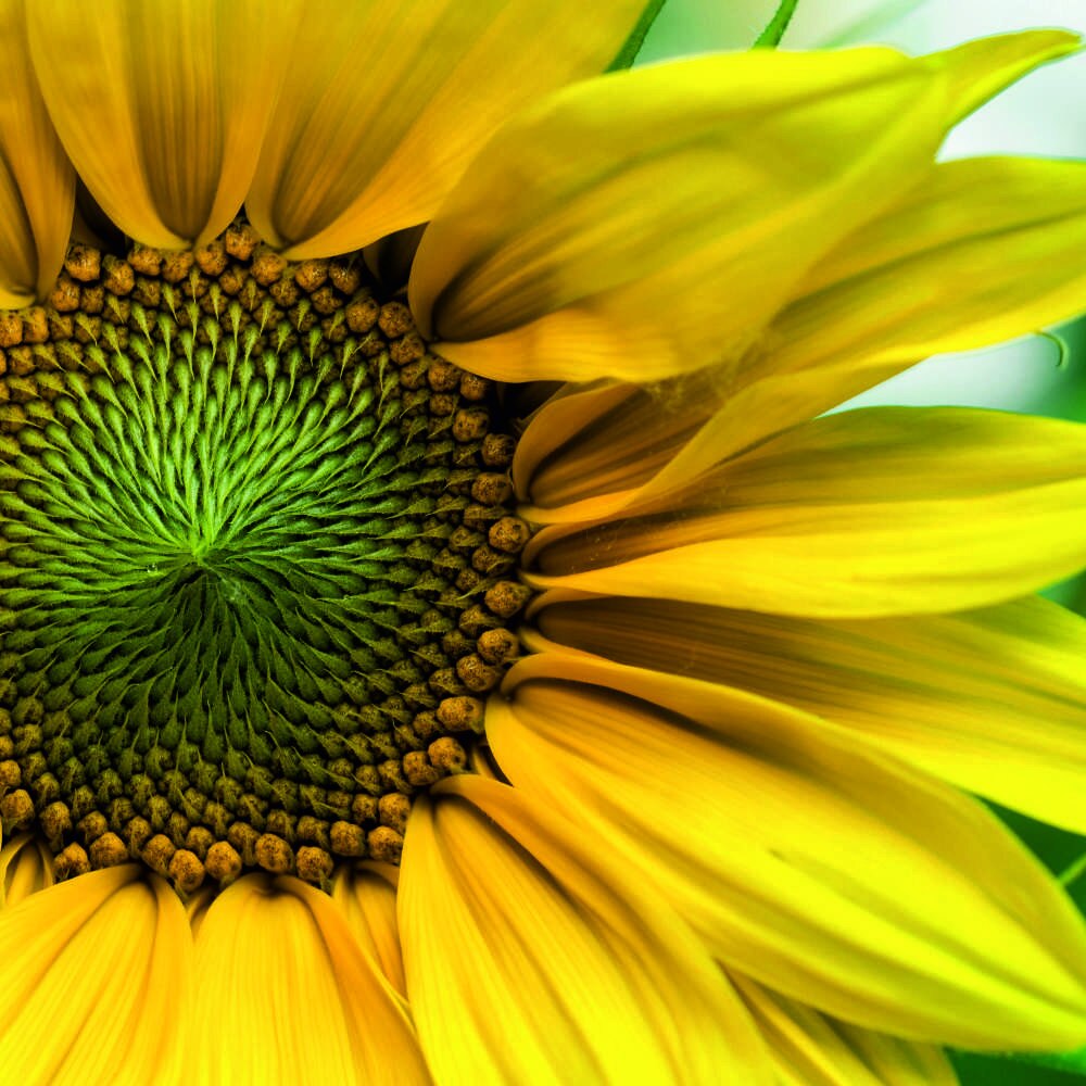 Tablou Forex, Floarea soarelu, 50x50 cm