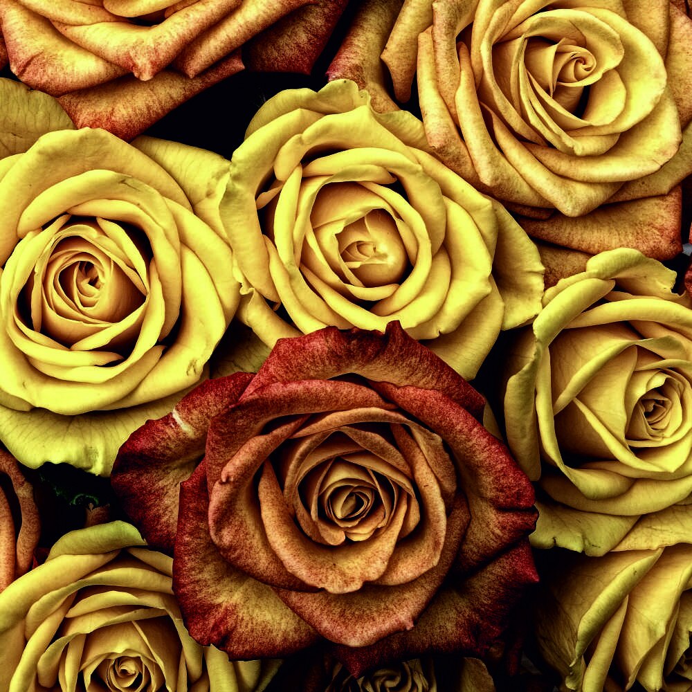 Tablou Canvas, Arrangement of roses, 50x50 cm