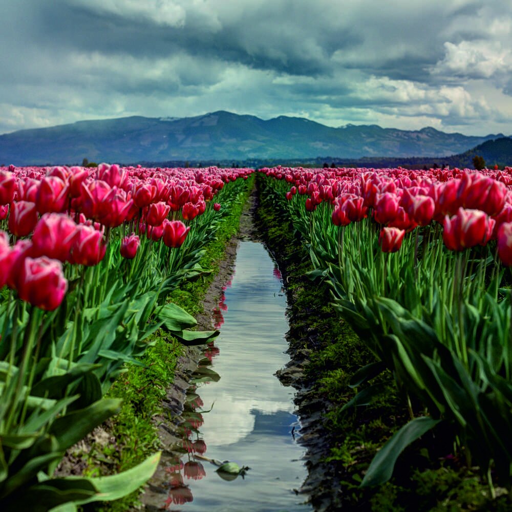 Tablou Forex, Tulip road, 50x50 cm