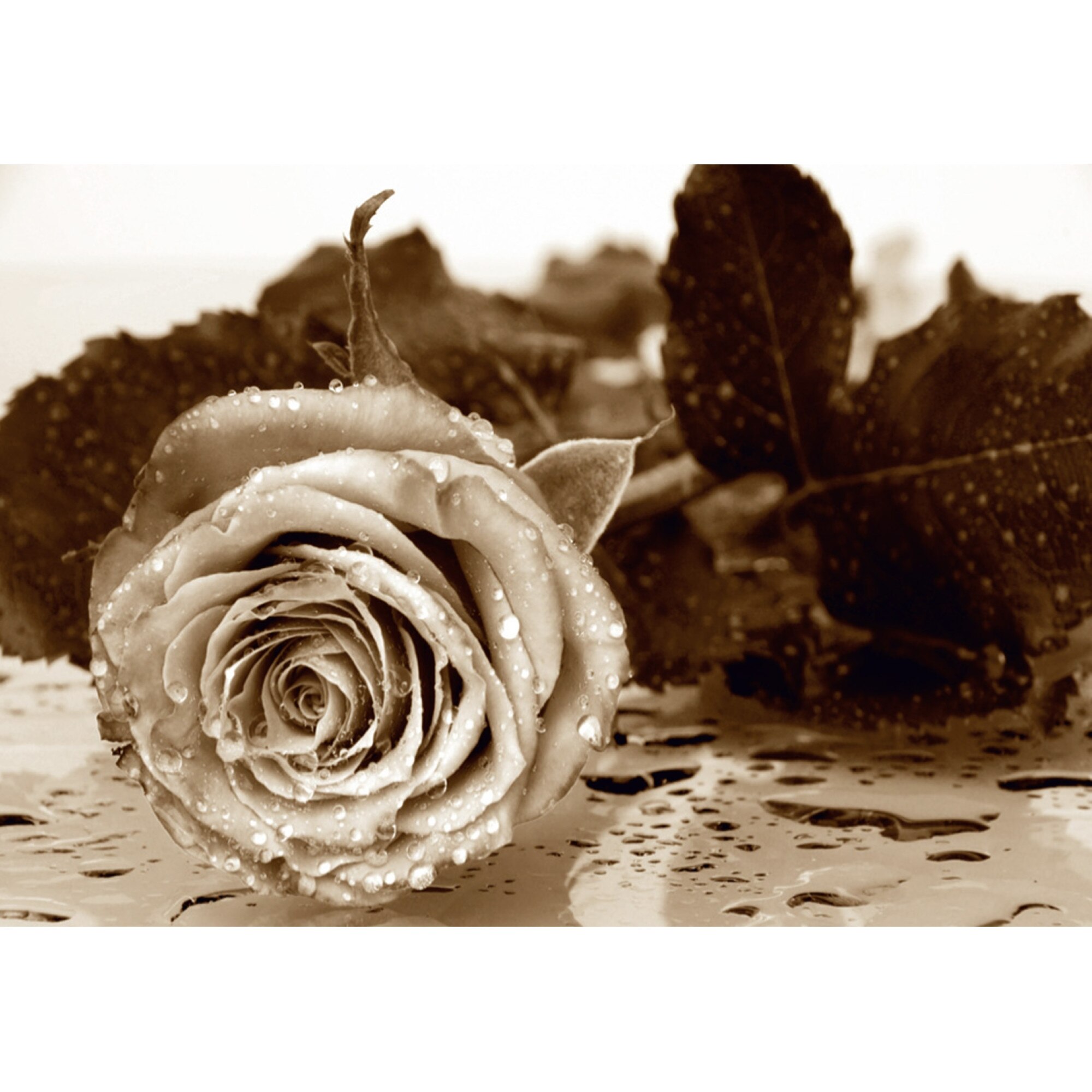 Fototapet AG Design, Black&White Rose FTS0086, 360 x 254 cm