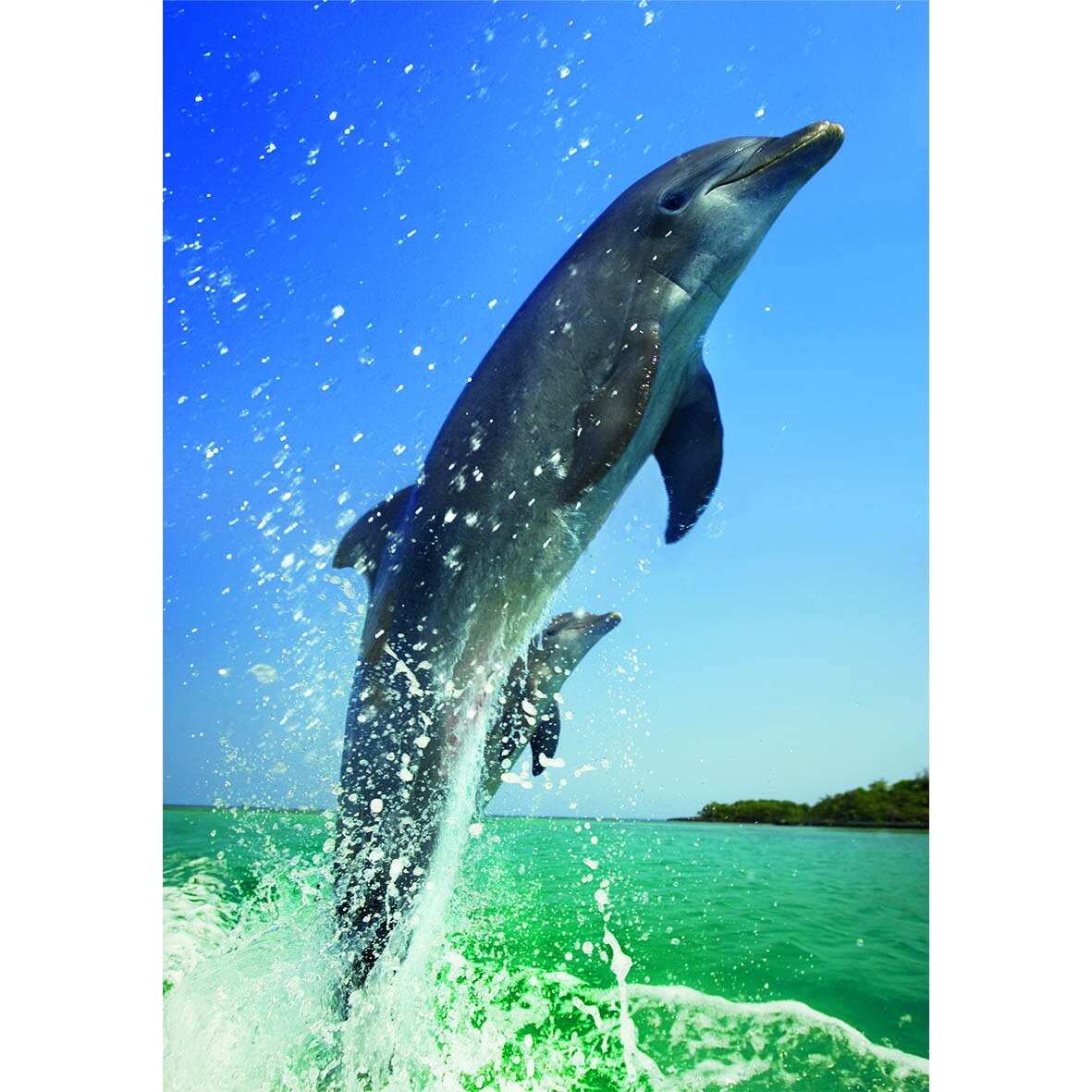 Puzzle Dino - Dolphins, 500 piese (62926)