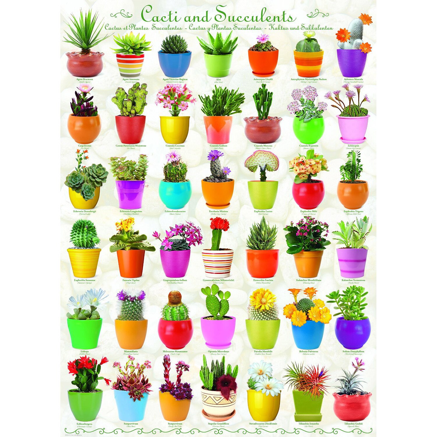 Puzzle Eurographics - Cactus & Succulents, 1.000 piese (53264)