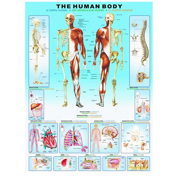 Puzzle Eurographics - Human body, 1.000 piese (41895)