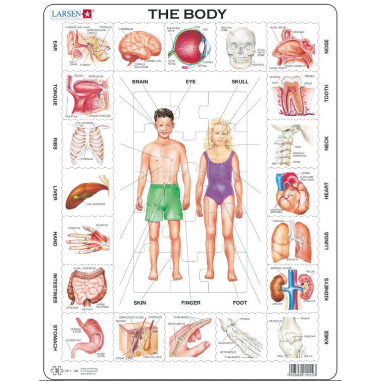 Puzzle Larsen - The Body, 35 piese (59555)