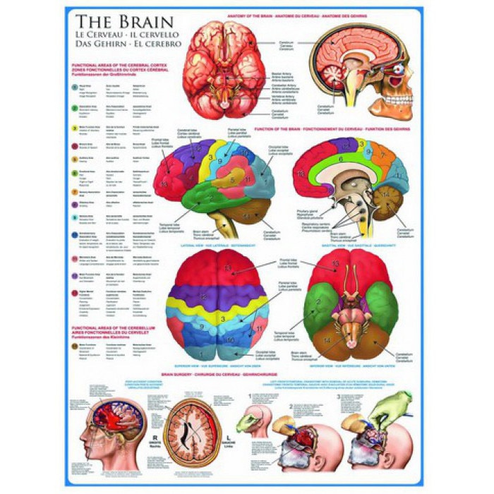 Puzzle Eurographics - The Brain, 1.000 piese (2217)