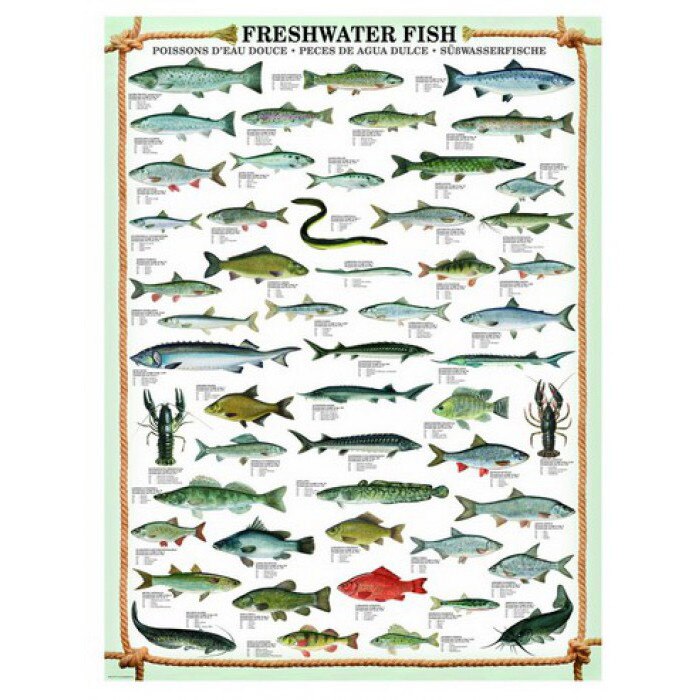 Puzzle Eurographics - Susswasserfische, 1.000 piese (42102)