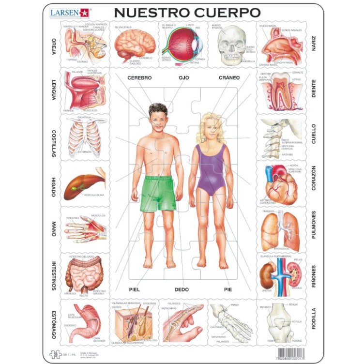 Puzzle Larsen - Nuestro Cuerpo (in Spanish), 35 piese (59554)