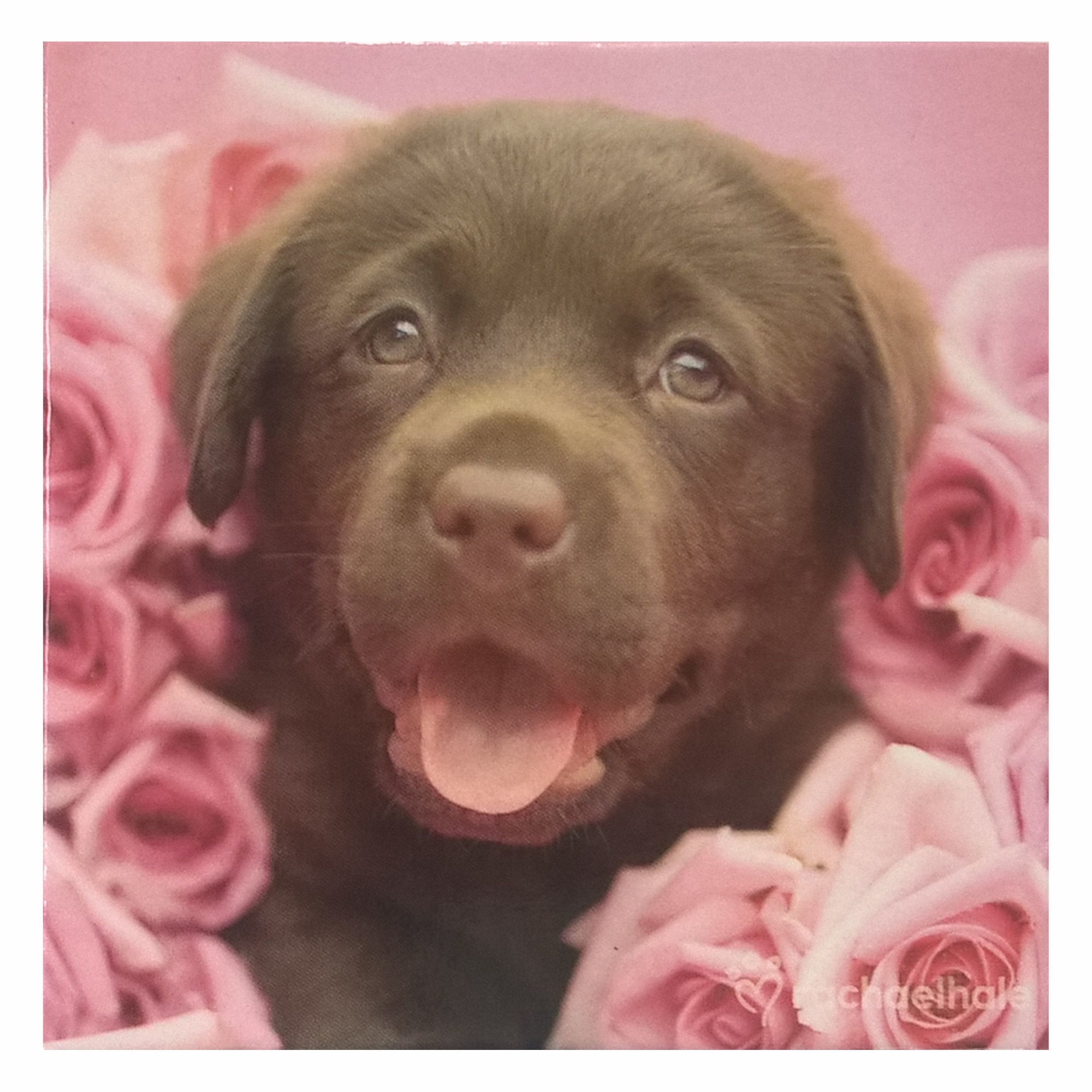 Magnet de frigider Caine