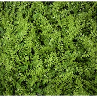 Panou artificial, Green Collection, A038, 50 x 50