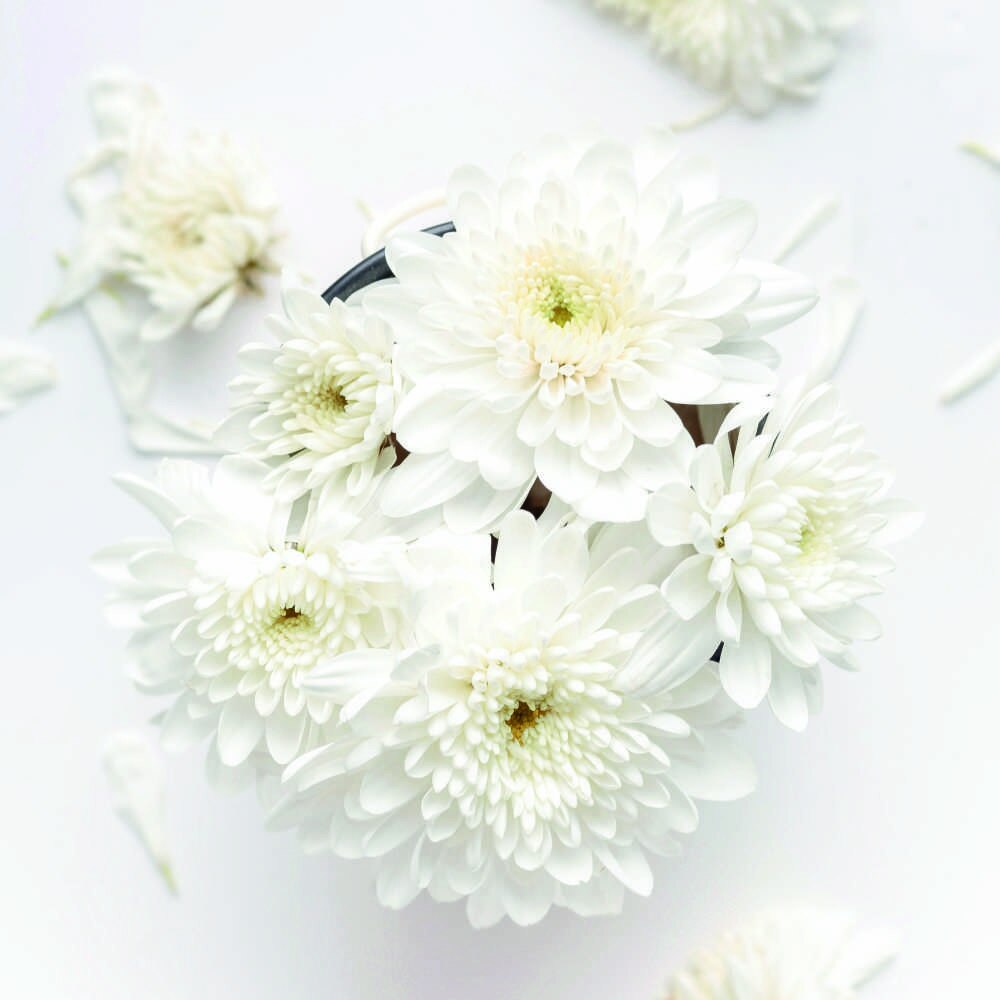 Tablou Forex, White flower, 50x50 cm