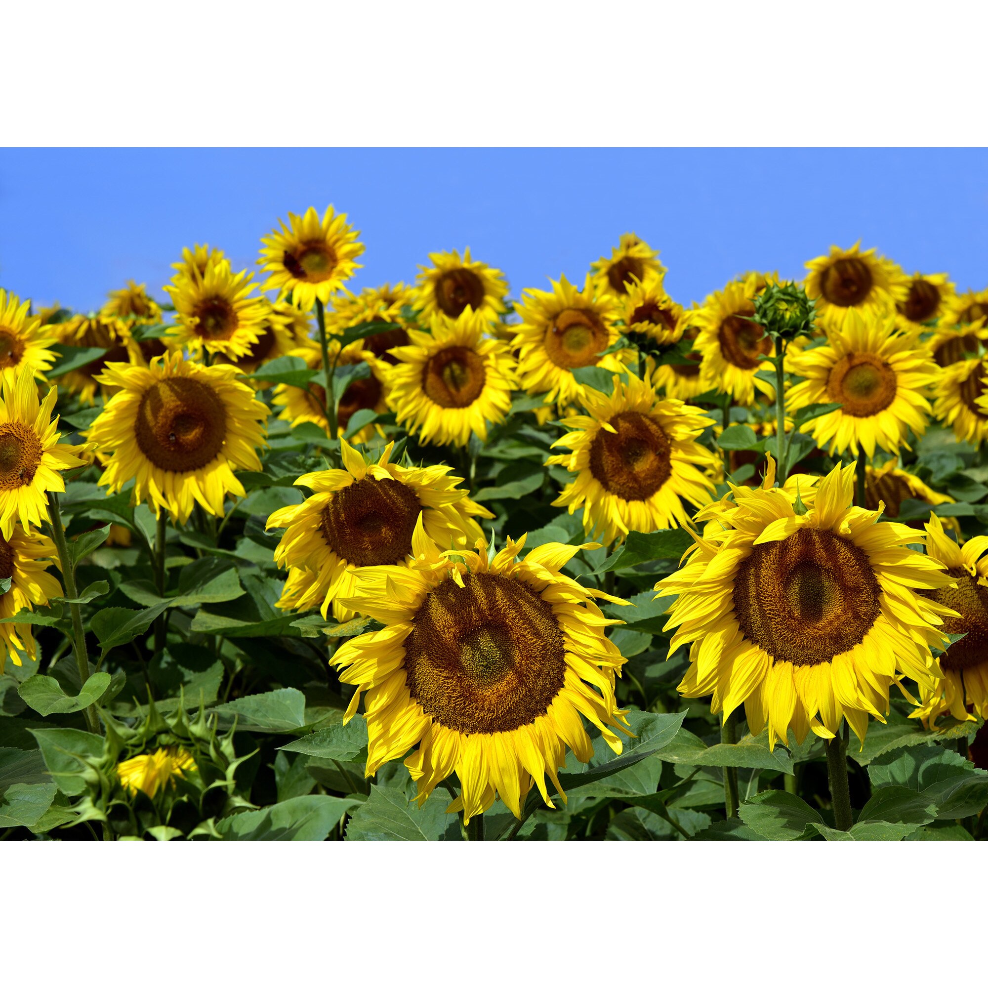 Fototapet DEGRETS 83450 Florea soarelui de aproape 184x254cm