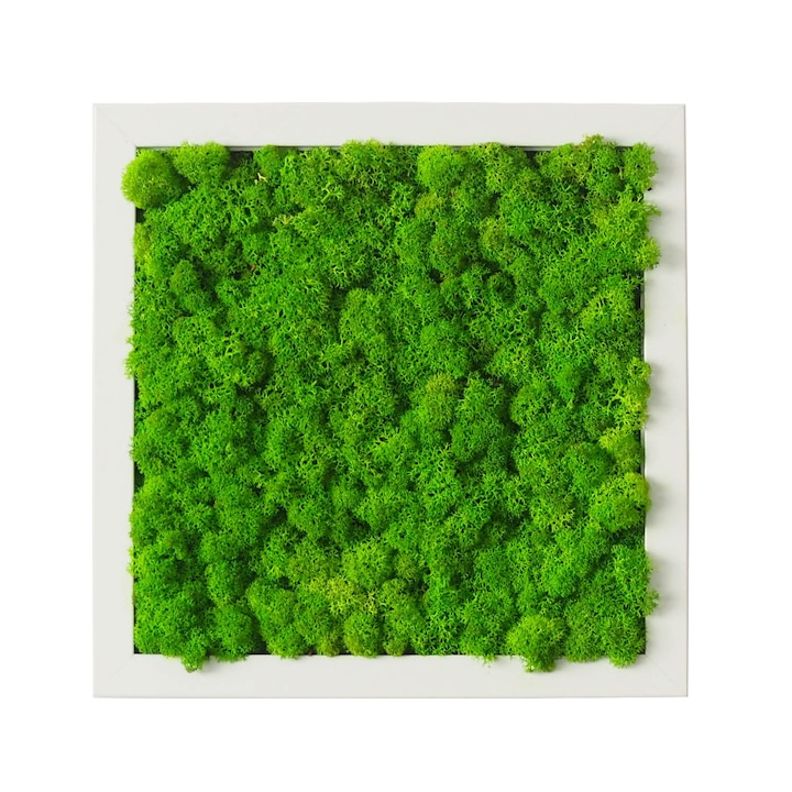 Tablou licheni Reindeer Moss, GreenMood, 27 x 27 cm, rama alba, licheni Light Grass