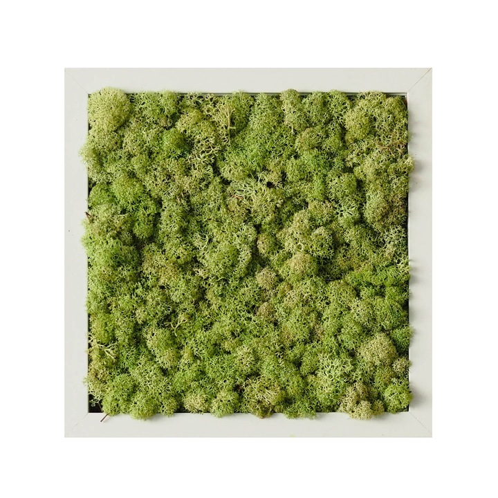 Tablou licheni Reindeer Moss, GreenMood, 27 x 27 cm, rama alba, licheni Pale Green