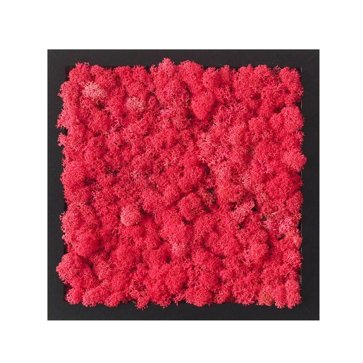 Tablou licheni Reindeer Moss, GreenMood, 25 x 25 cm, rama neagra, licheni Fuchsia