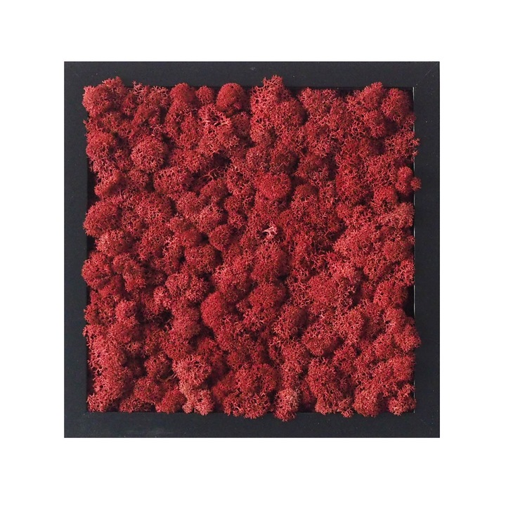 Tablou licheni Reindeer Moss, GreenMood, 25 x 25 cm, rama neagra, licheni Burgundy