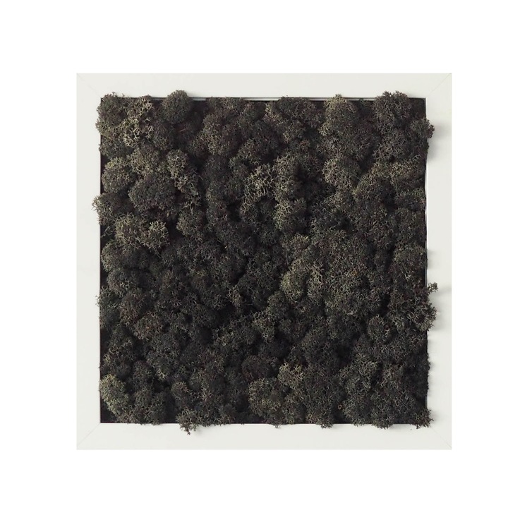 Tablou licheni Reindeer Moss, GreenMood, 27 x 27 cm, rama alba, licheni Black