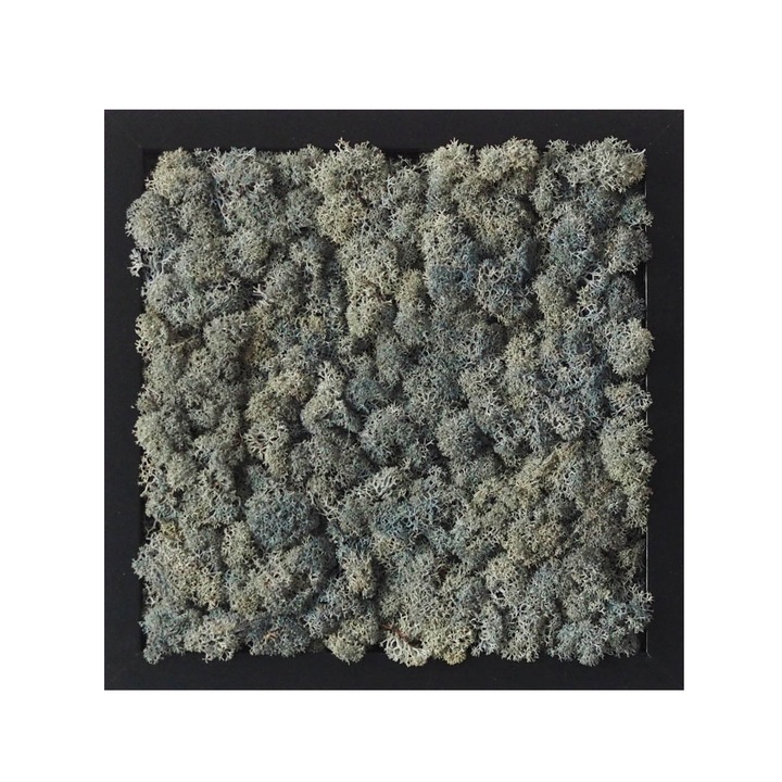 Tablou licheni Reindeer Moss, GreenMood, 25 x 25 cm, rama neagra, licheni Ice Blue