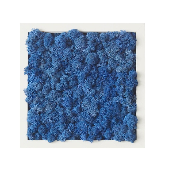 Tablou licheni Reindeer Moss, GreenMood, 27 x 27 cm, rama alba, licheni Royal Blue