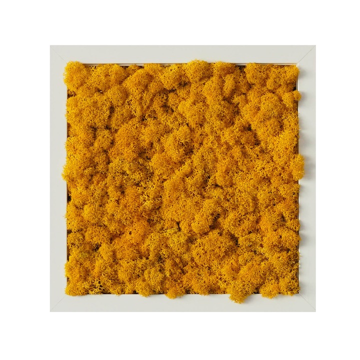 Tablou licheni Reindeer Moss, GreenMood, 27 x 27 cm, rama alba, licheni Yellow
