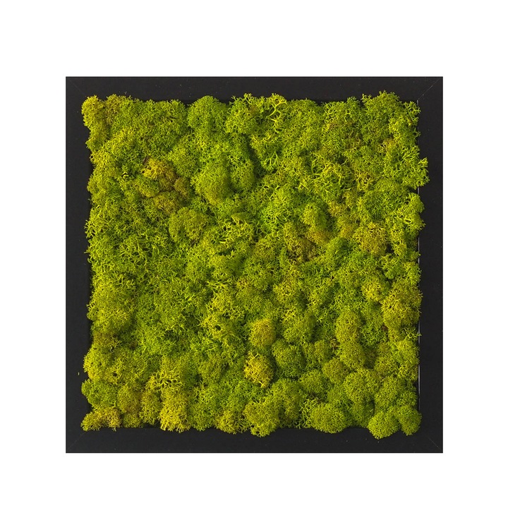 Tablou licheni Reindeer Moss, GreenMood, 25 x 25 cm, rama neagra, licheni Apple