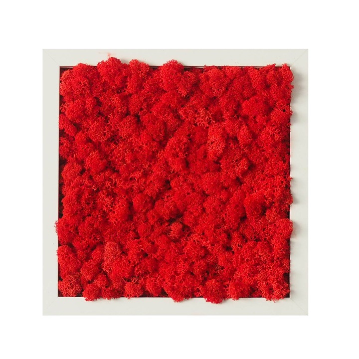 Tablou licheni Reindeer Moss, GreenMood, 25 x 25 cm, rama alba, licheni Red