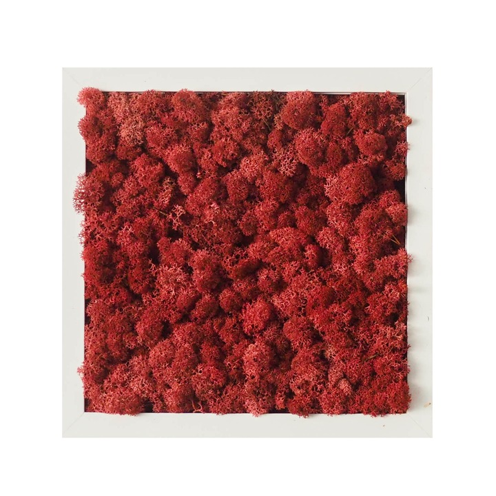 Tablou licheni Reindeer Moss, GreenMood, 27 x 27 cm, rama alba, licheni Burgundy