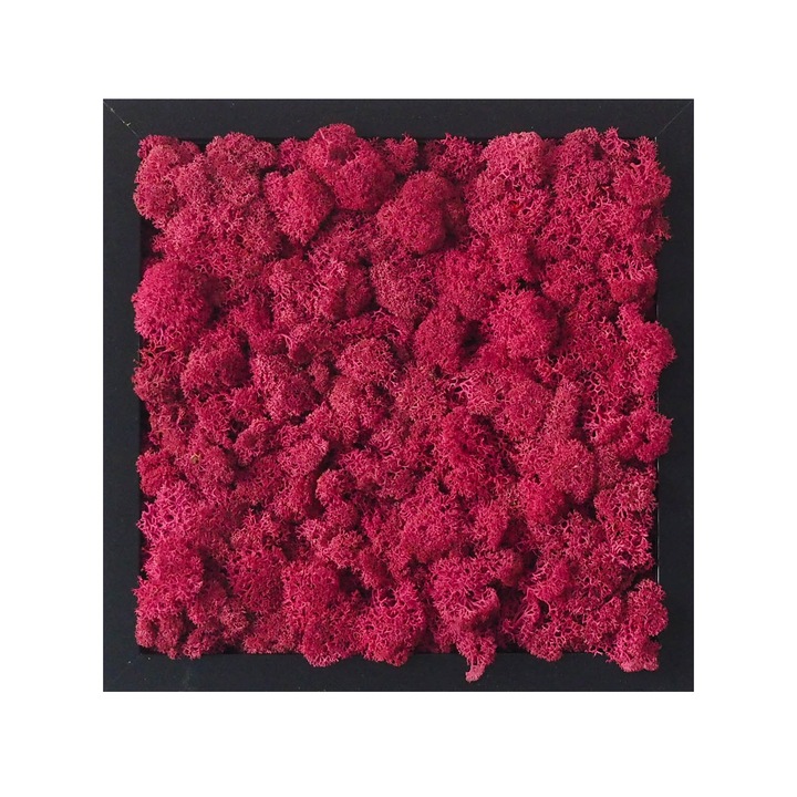 Tablou licheni Reindeer Moss, GreenMood, 25 x 25 cm, rama neagra, licheni Erica