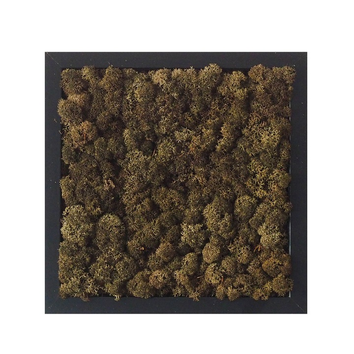 Tablou licheni Reindeer Moss, GreenMood, 25 x 25 cm, rama neagra, licheni Bruin