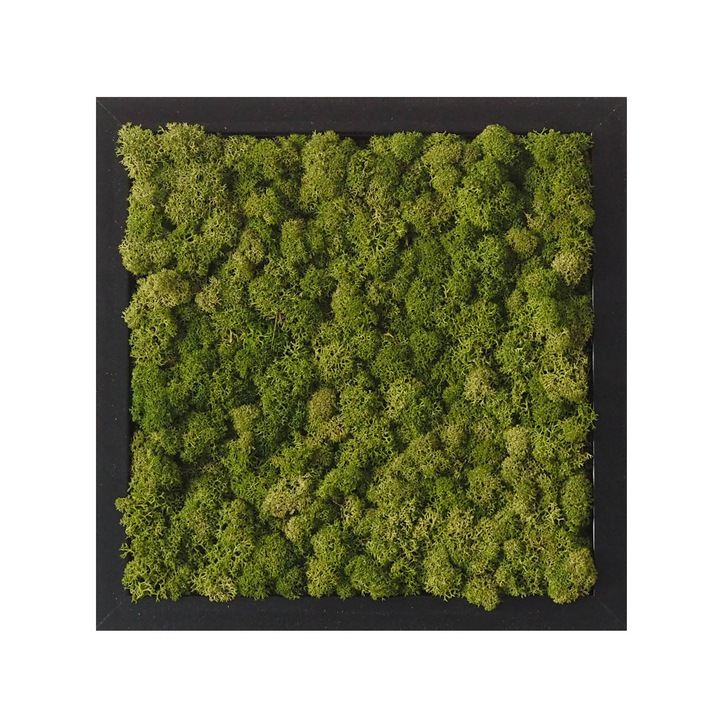 Tablou licheni Reindeer Moss, GreenMood, 25 x 25 cm, rama neagra, licheni Medium Green