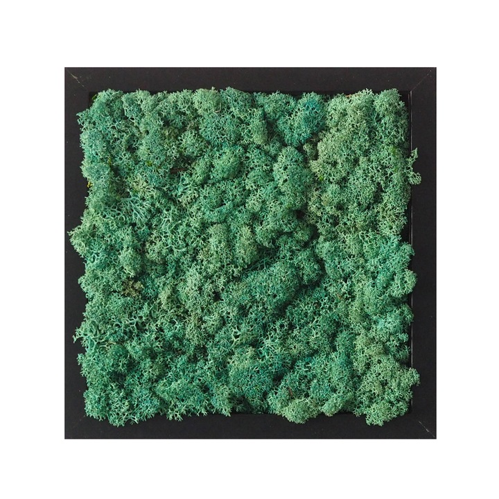 Tablou licheni Reindeer Moss, GreenMood, 25 x 25 cm, rama neagra, licheni Pacific Green