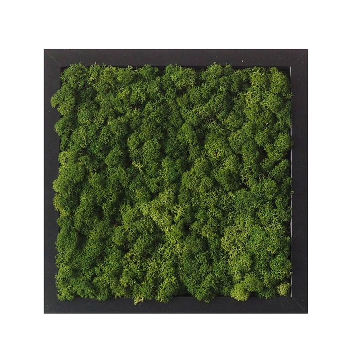 Tablou licheni Reindeer Moss, GreenMood, 25 x 25 cm, rama neagra, licheni Mentha