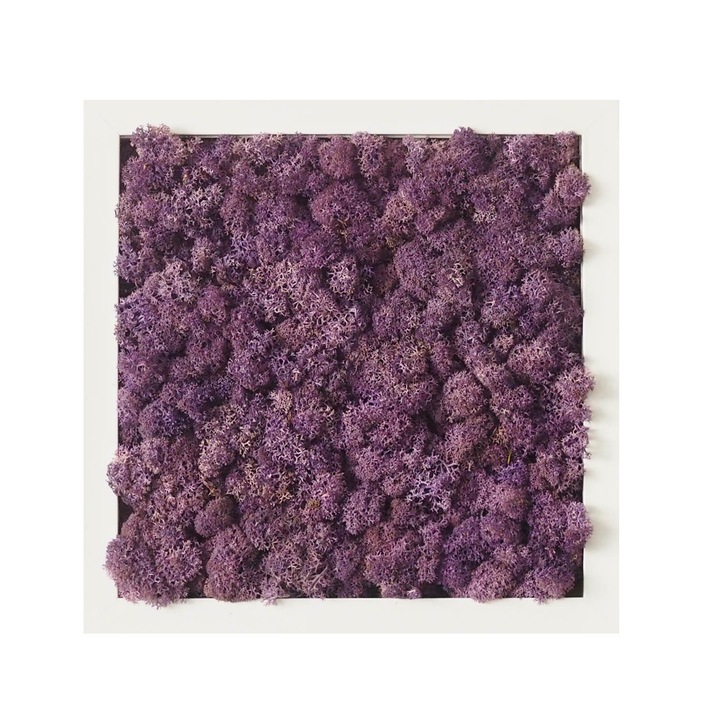 Tablou licheni Reindeer Moss, GreenMood, 27 x 27 cm, rama alba, licheni Purple