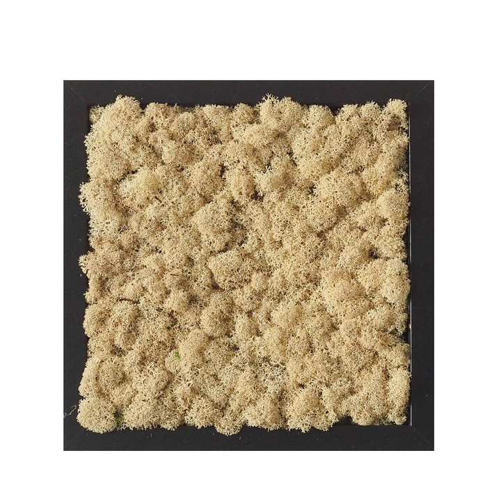 Tablou licheni Reindeer Moss, GreenMood, 25 x 25 cm, rama neagra, licheni Natural
