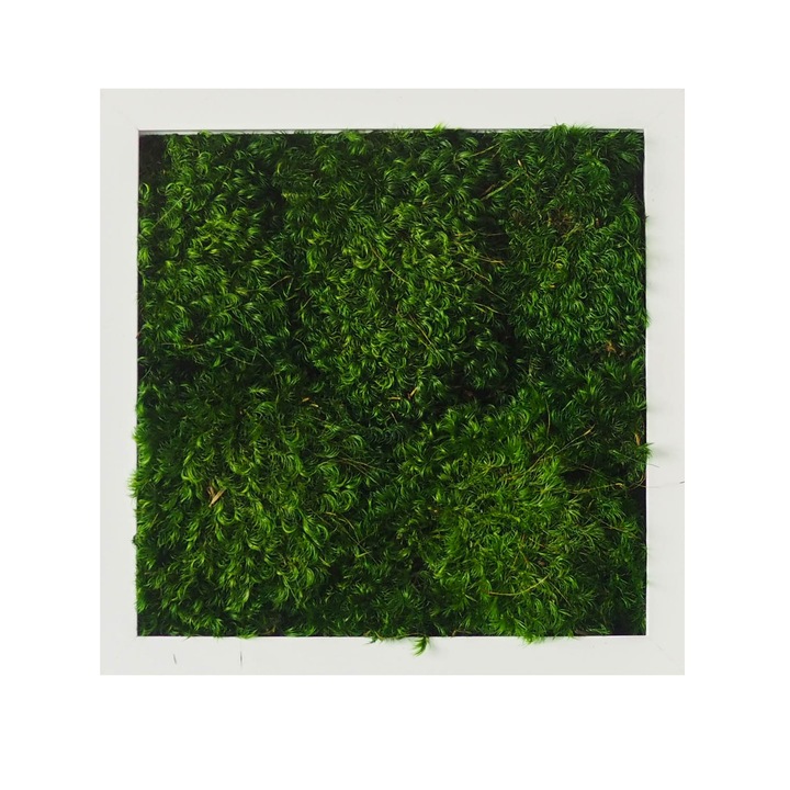Tablou muschi Provence Moss, GreenMood, 27 x 27 cm, rama alba